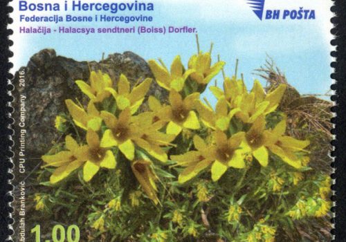 Flora – Cvijet Halačija